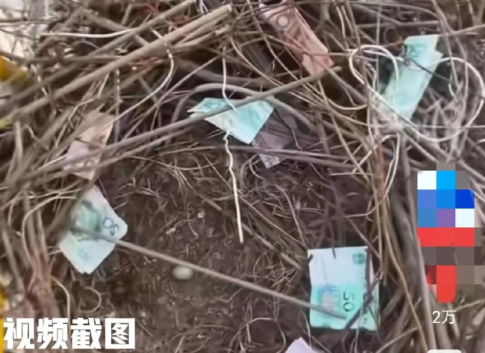陕西西安有一处塔吊。由于长时间没有用，有男子过来查看情况时，竟然发现塔吊上惊
