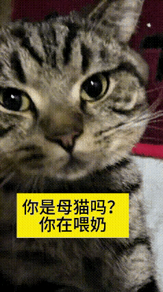 家人们瞅瞅这只狸花猫，旁边窝着好几只小奶猫正埋头猛劲儿吃奶。主人纳闷得不行，伸手