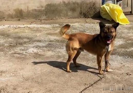 在农村狗追你或者咬你，你可以用木棍打狗，用石头扔狗，狗主人都没有事。他过来的第一