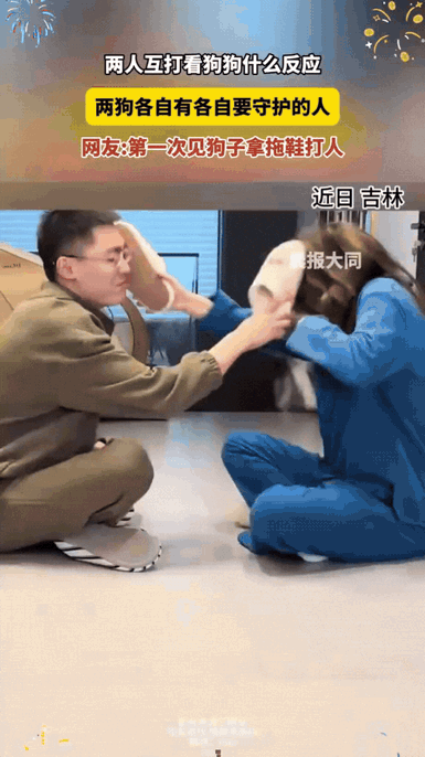 笑不活了！吉林，夫妻俩人故意互打，只为看两只狗狗什么反应。没想到结局让人万万没想