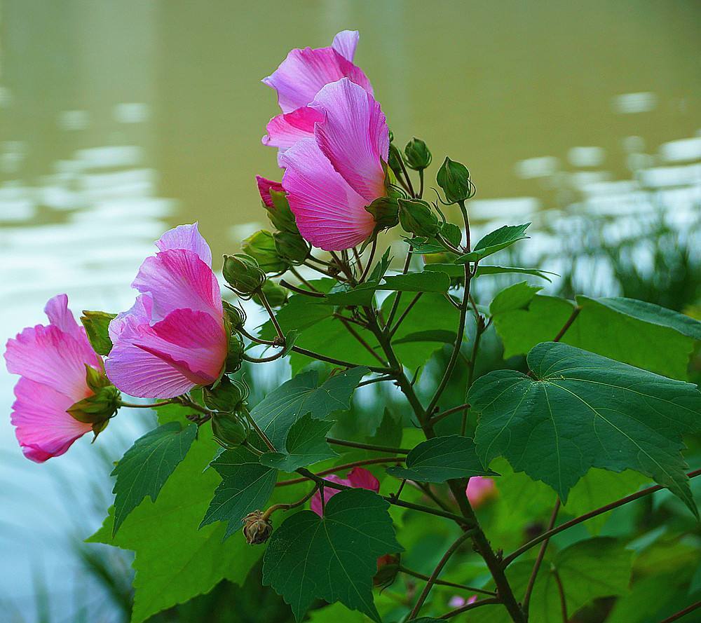 盆栽木芙蓉养殖妙招,注意这几点因素,一天能变三个色.