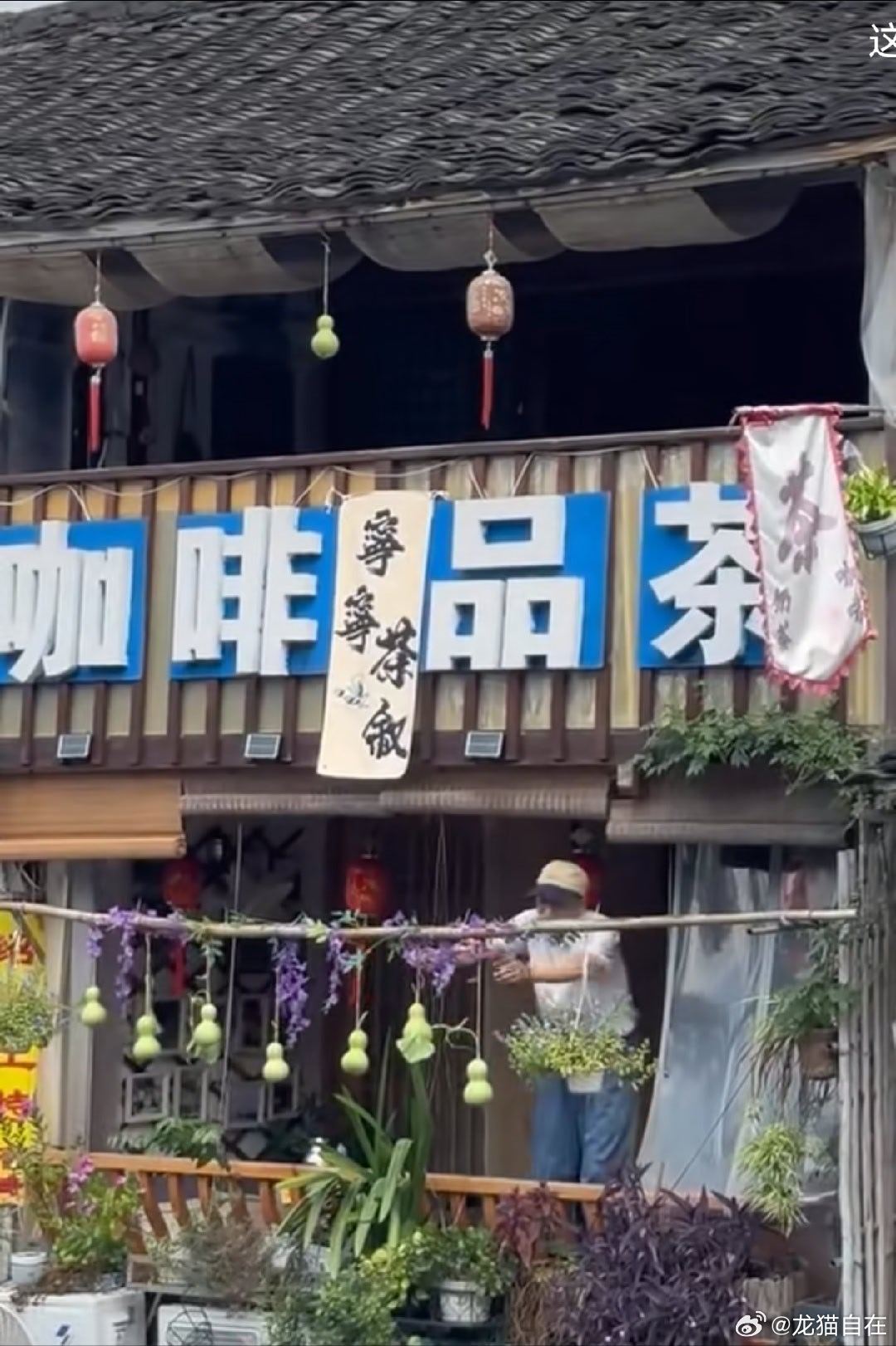 绍兴葫芦爷爷奶奶剪掉自家葫芦回归平静之后的第二天，离他家不远处的一家咖啡茶馆就挂起了山寨假葫芦，完全
