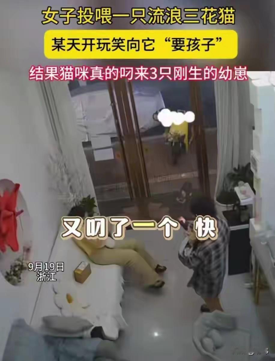 难道猫咪真的听的懂人说话吗？一位小姐姐经常投喂一只三花猫，有天开玩笑一样的说:“
