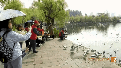 送别红嘴鸥春暖花开的阳春三月，昆明大观公园里却上演着一场深情款款的送别。红