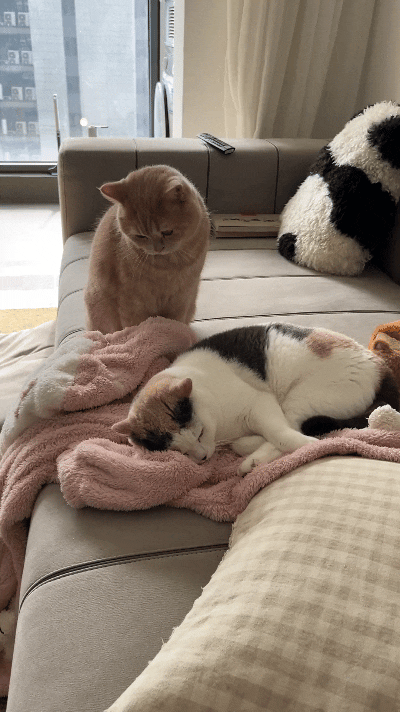 我看了好几遍，你瞅瞅这俩猫，花猫蜷到粉色毯子上睡得正香，橘猫蹲旁边直勾勾盯着人家