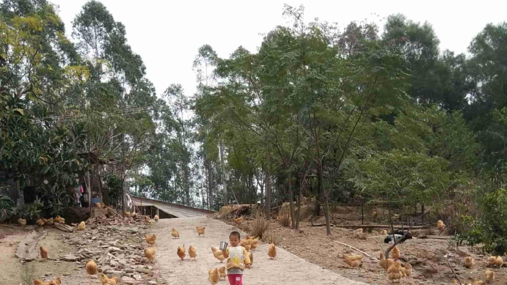 风味冻干工艺, 季度创收, 深加工厂, 黄羽肉鸡零食开发