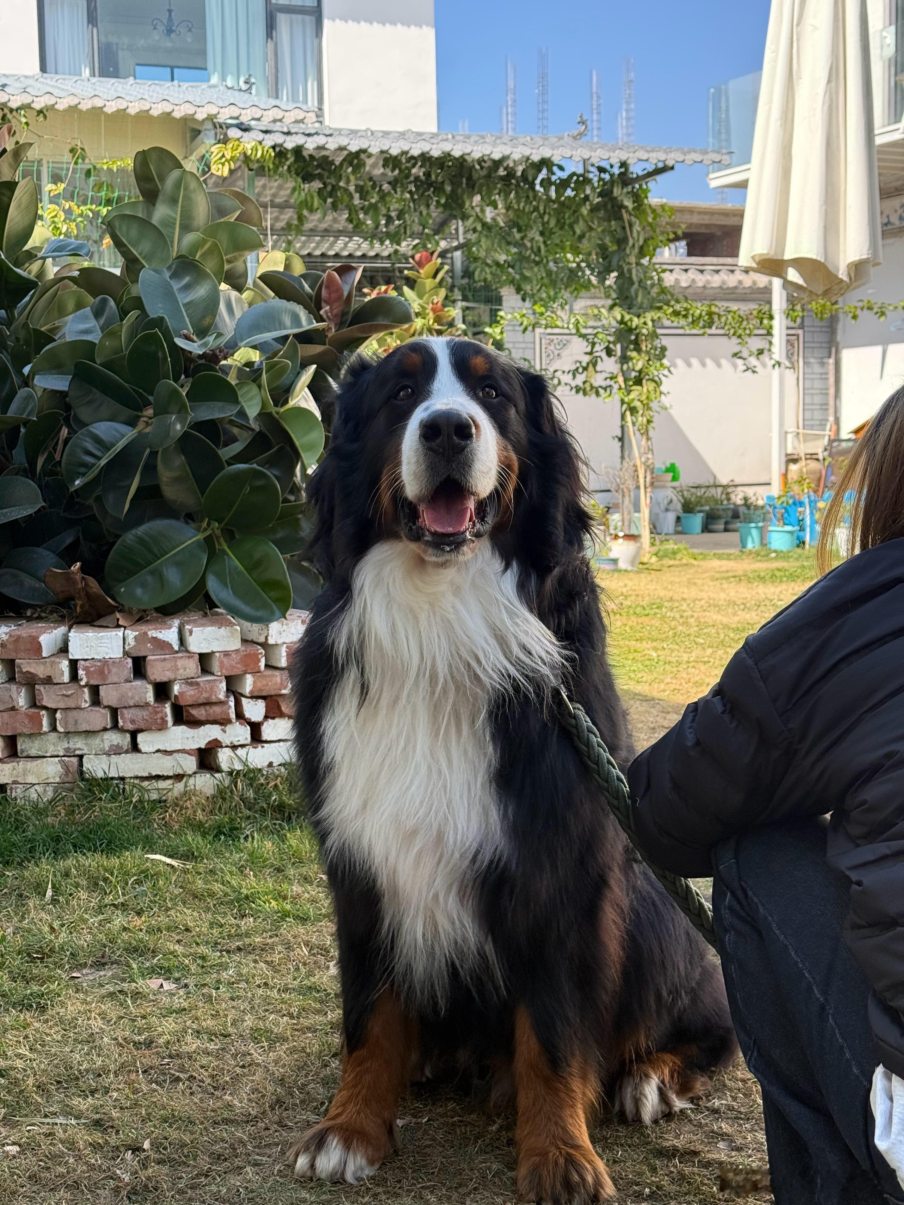 住的小院里，养了一只我最爱的伯恩山，威风凛凛又粘人之极。大理·洱海