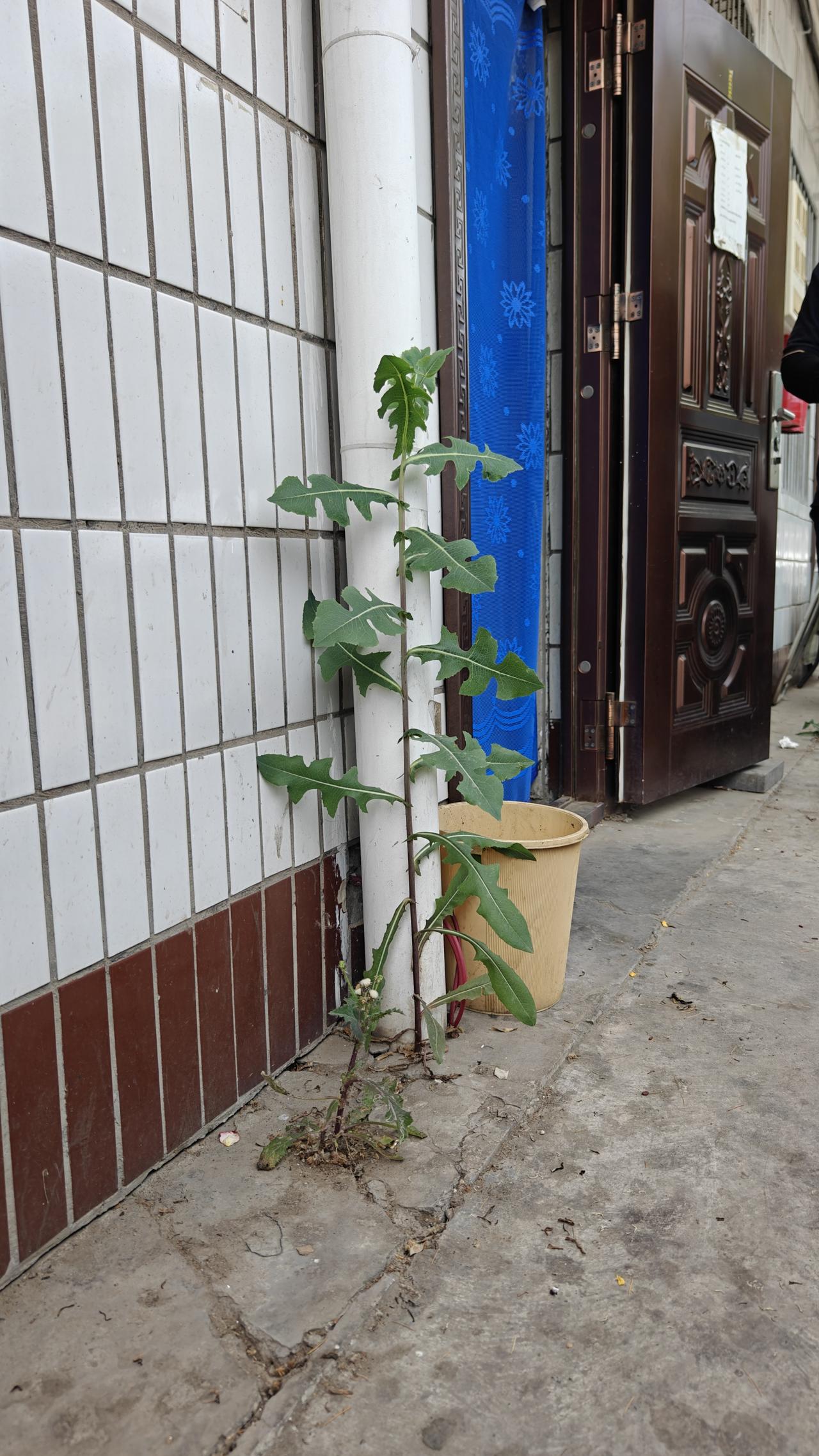 这两棵草，太不简单了如果换做是人，左边的一定是一个不平凡的普通人，右边的一定