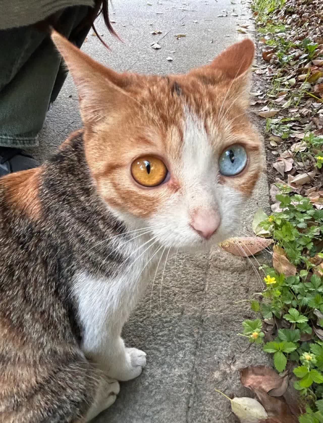 这是一只非常稀有的猫🐱