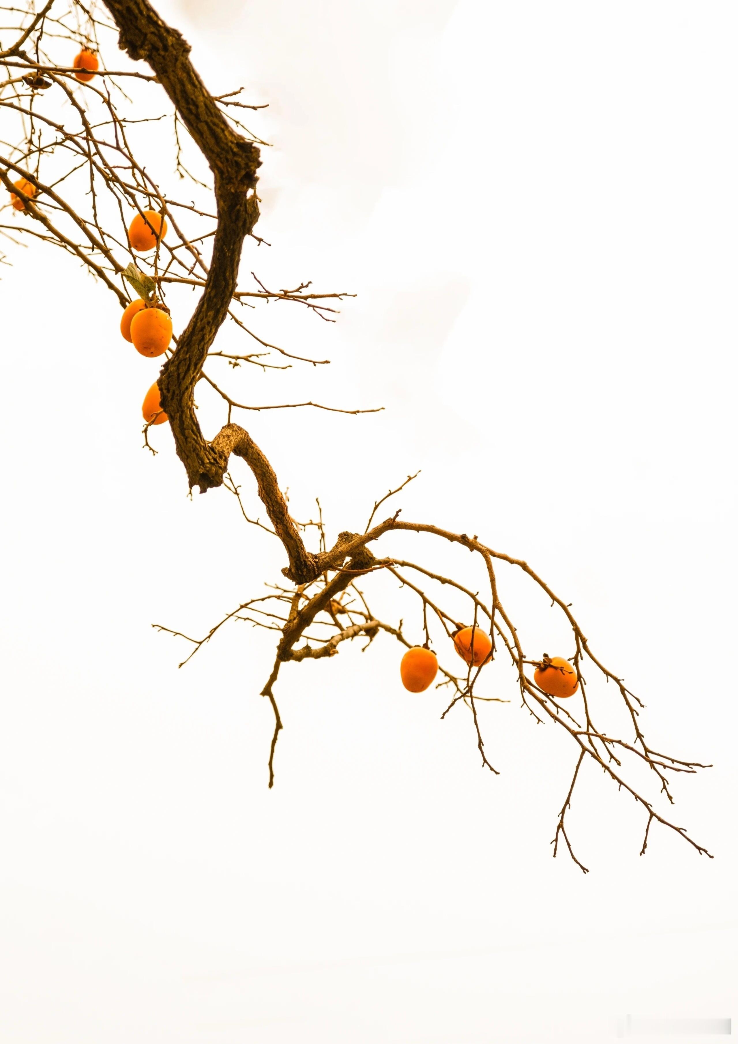 万历和嘉靖这两个皇帝特别有意思。万历是不会整人，但是会治国。嘉靖是极度聪明，非常