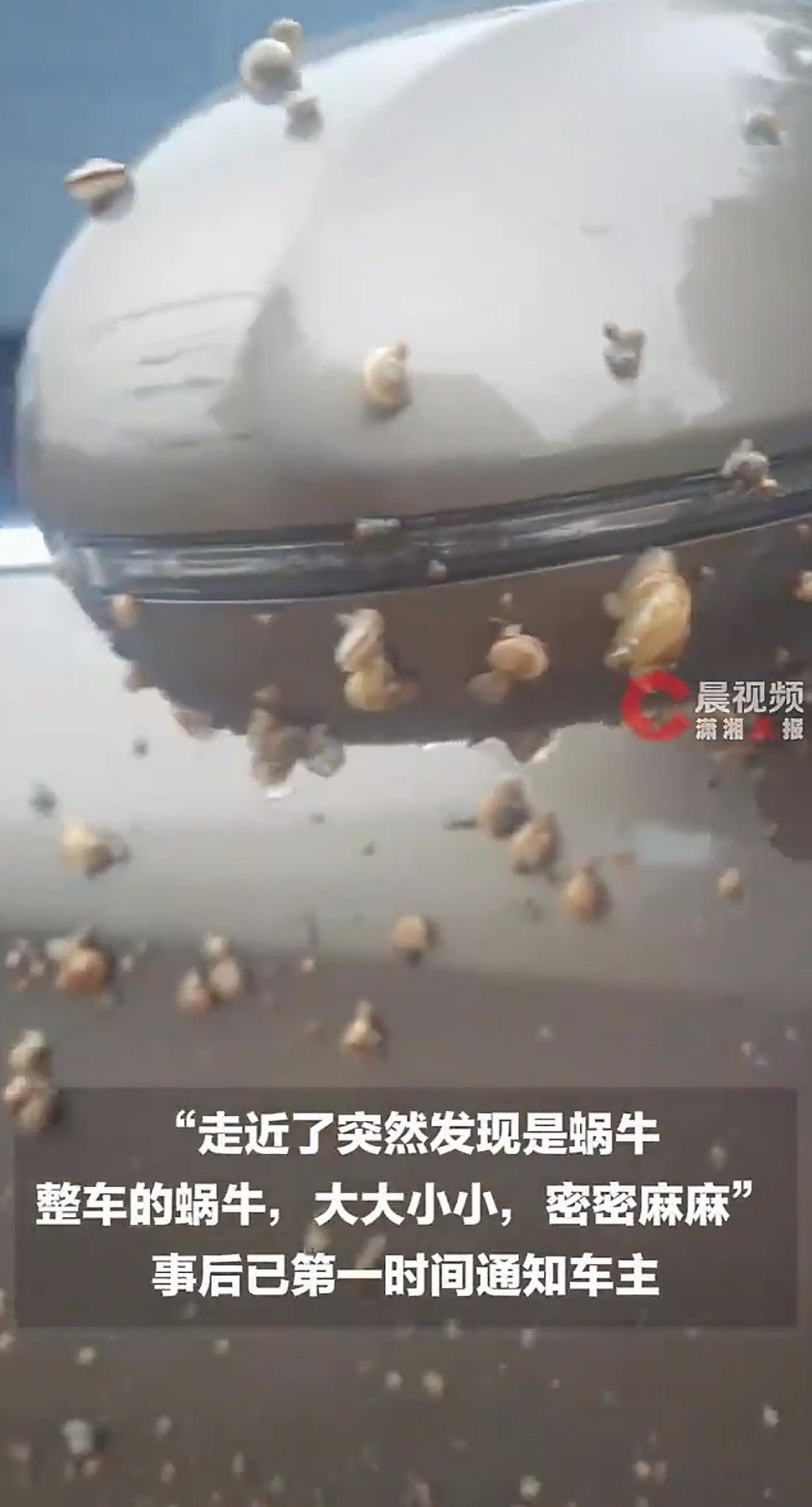 “头皮发麻！”辽宁沈阳，暴雨过后男子发现一辆车上全是泥点子，可下一秒，他发现这些