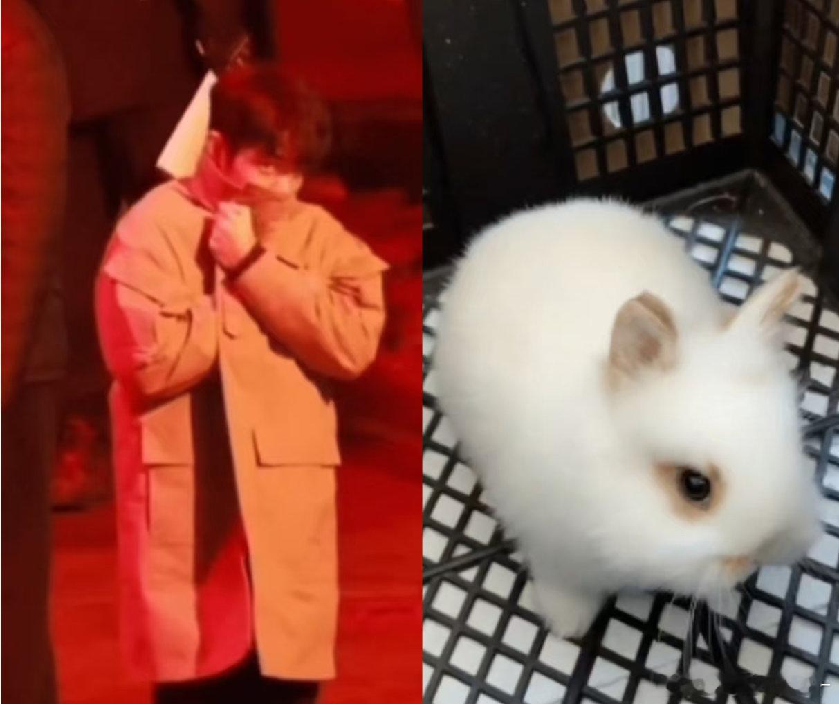 如果你惹毛了小兔小兔就会变得毛茸茸😣🤲🏻