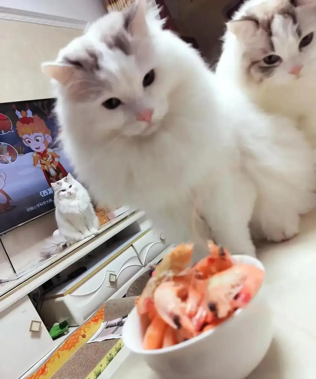 刷到个养猫博主天天给猫煮虾拌粮，一只猫一天伙食费就一块多，月账单四五百。视频里