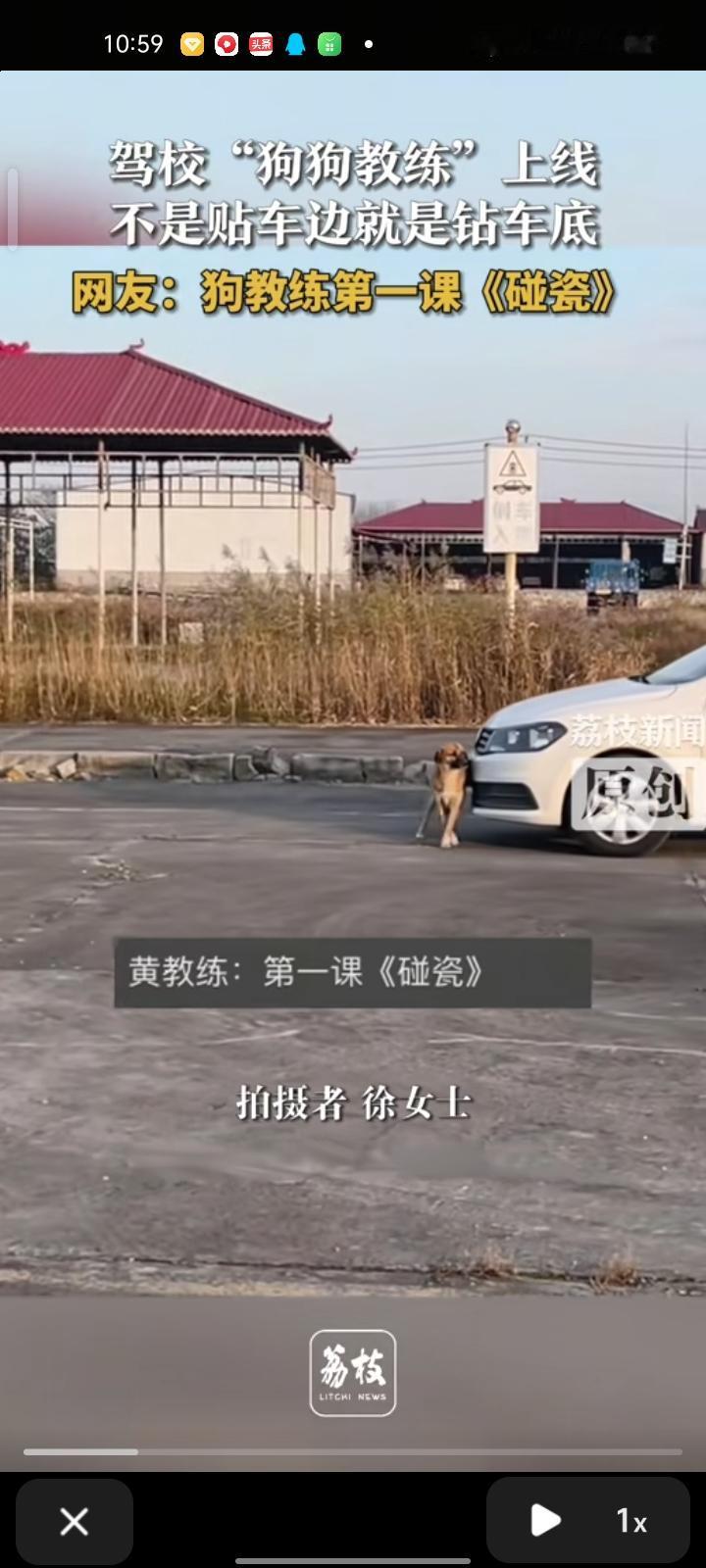 11月22日，驻马店市新蔡县。网友晒视频称，驾校养了一只小狗，它性格特别粘人，不