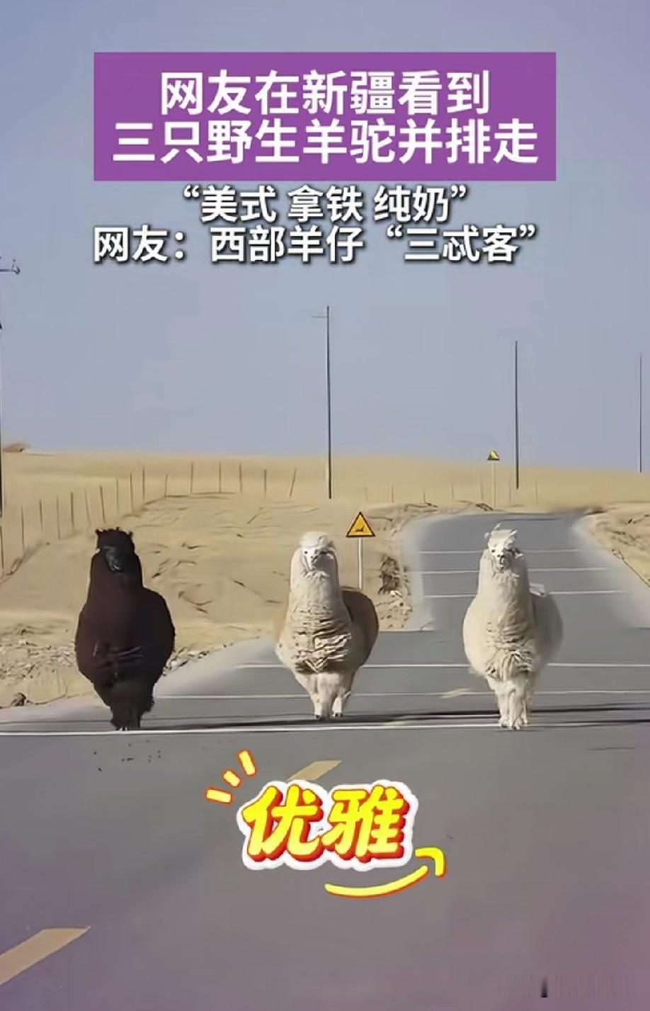慢悠悠的三剑客？[捂脸哭]
