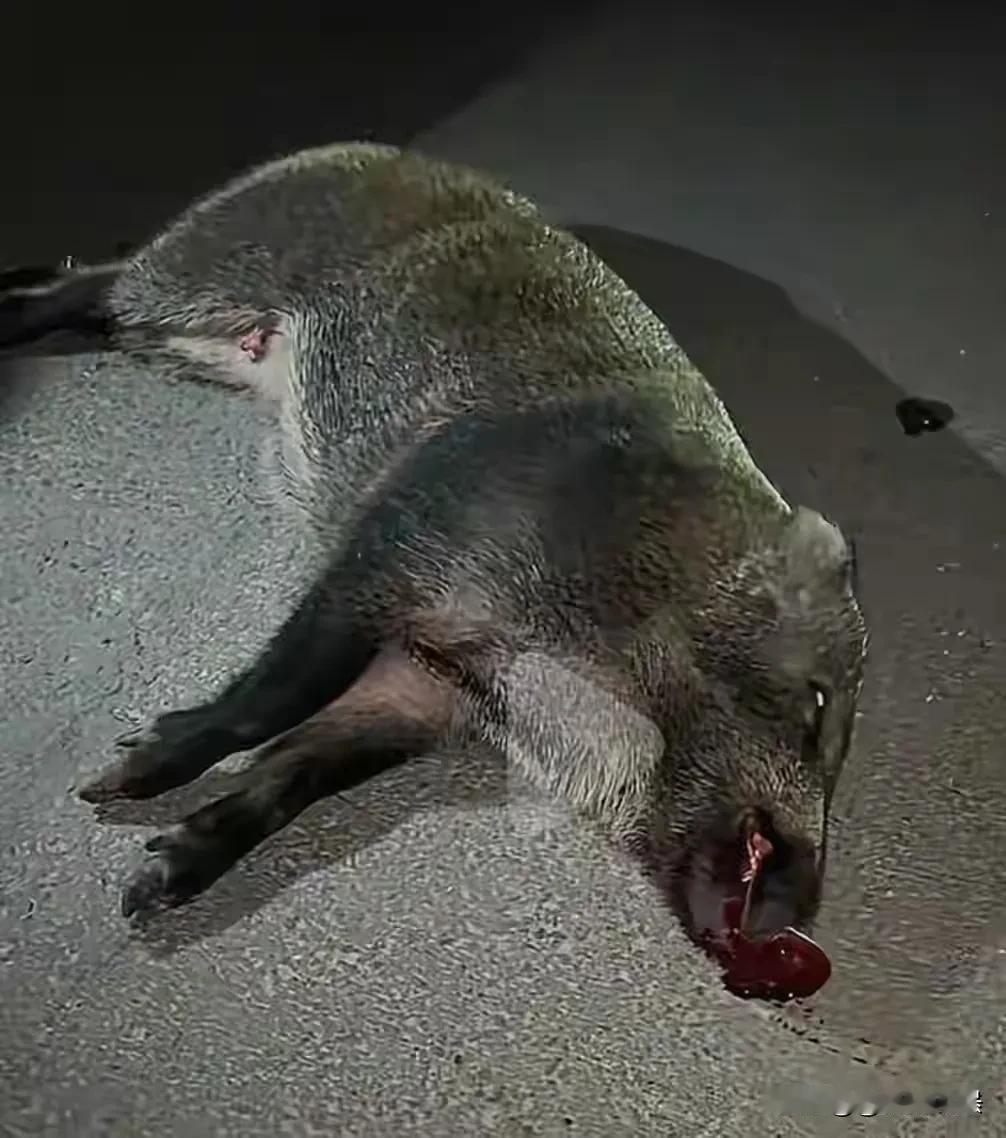 安徽六安，男子晚上7点半开车带着5岁女儿去合肥，路上，突然窜出3头野猪横过马路，