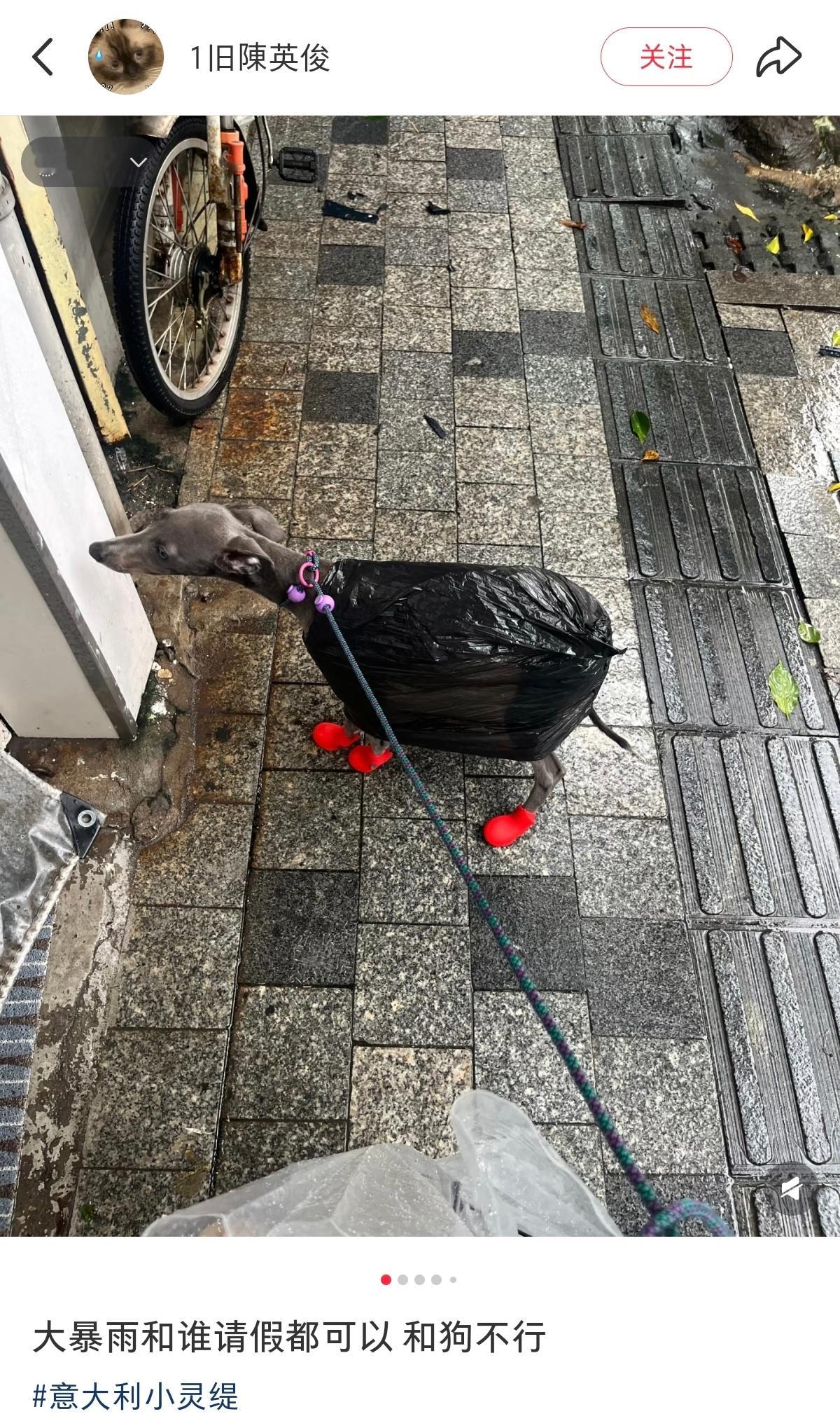 广东网友暴雨天遛狗装备，垃圾袋[笑着哭]​​​