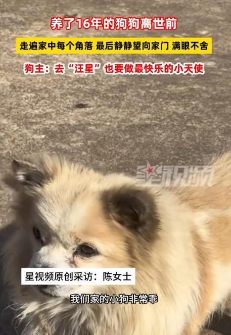 万物皆有灵！湖南湘潭，一女子下班回家，发现养了十六年的狗狗早已浑身冰凉没了气息。