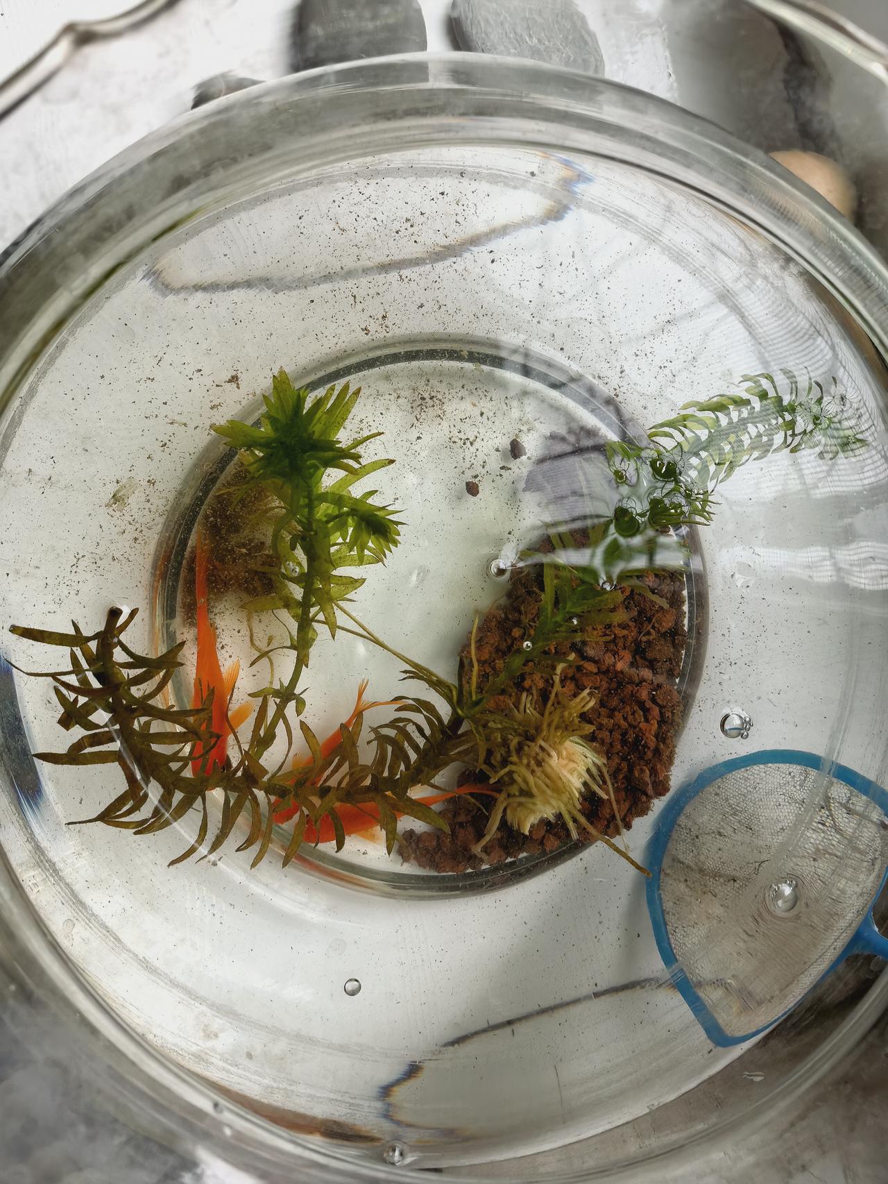 记录我的2026新买的小鱼。看看能养多久。