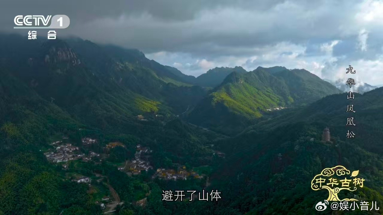 风一吹千年古松秒变展翅凤凰约1400岁古松树像一只大凤凰站在九华山闵园的峡谷里