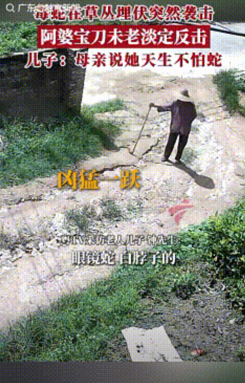 这位85岁的广东老太万万想不到，一条剧毒的眼镜蛇竟然尾随着她回家，还抢先躲在她家