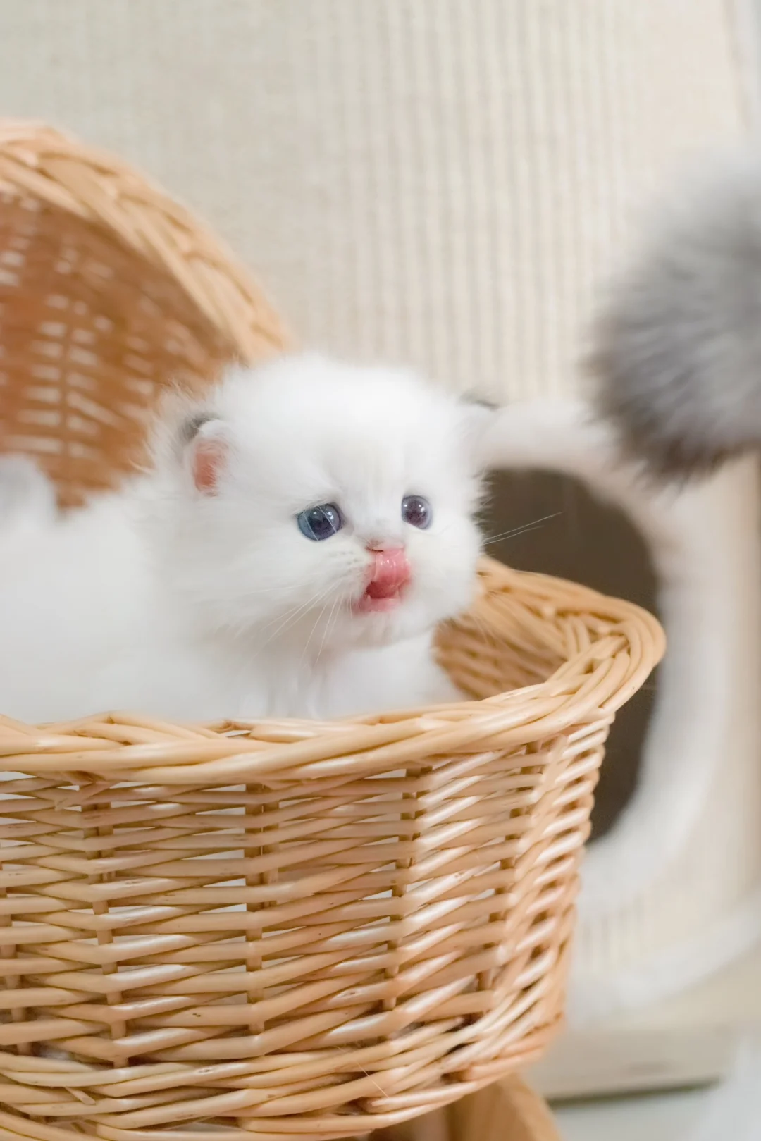 猫猫界也有“尾控”实锤了！