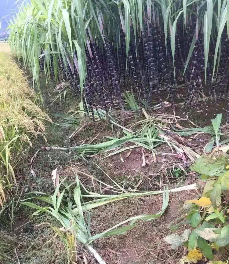 “可偷甘蔗地”走红:一场信任与自由的乡村治愈游戏最近,浙江绍兴一块“可偷甘蔗