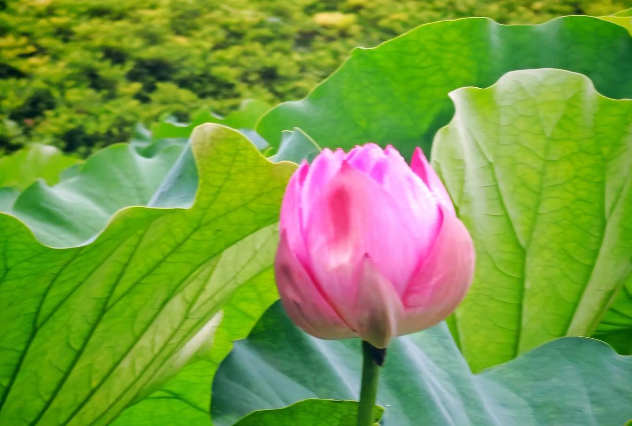 孩子们沉迷于手机，我个人认为，最终责任在于家长，是家长溺爱孩子导致的。周