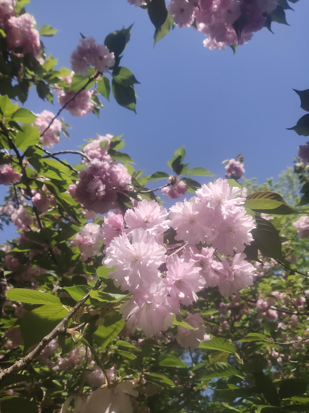 经过两个疗程的化疗，我实在怕了，决定放弃后续治疗了。化疗这玩意儿，副作用太折磨人