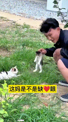 小哥一把拎起小猫崽，换别的猫妈早疯了，追着玩命护崽。结果这家猫妈就搁草地上静静趴