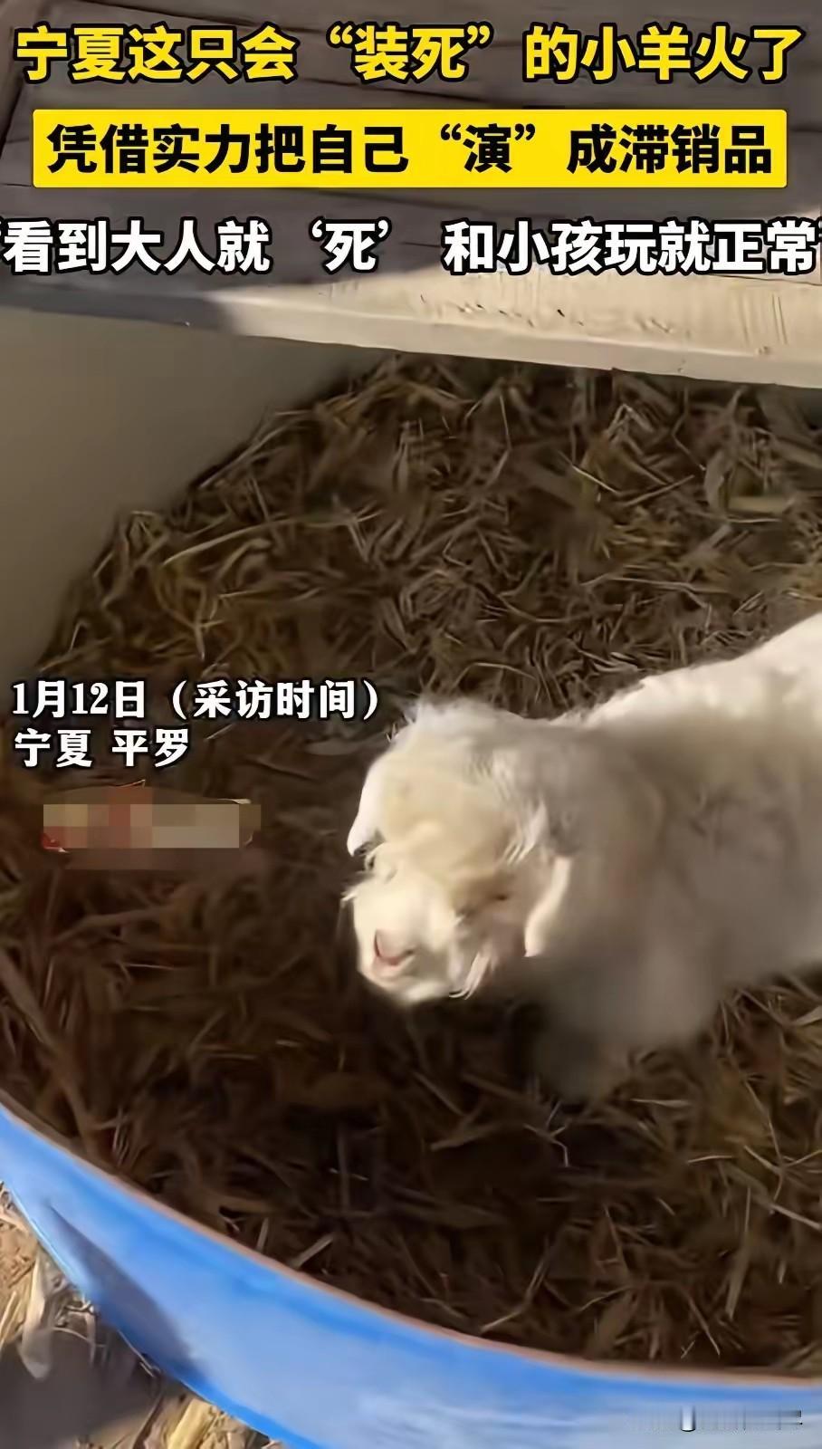 近日在宁夏，一只小羊火了！起因是把它拉到集市上去卖，买主来了一看，它就躺那里一动