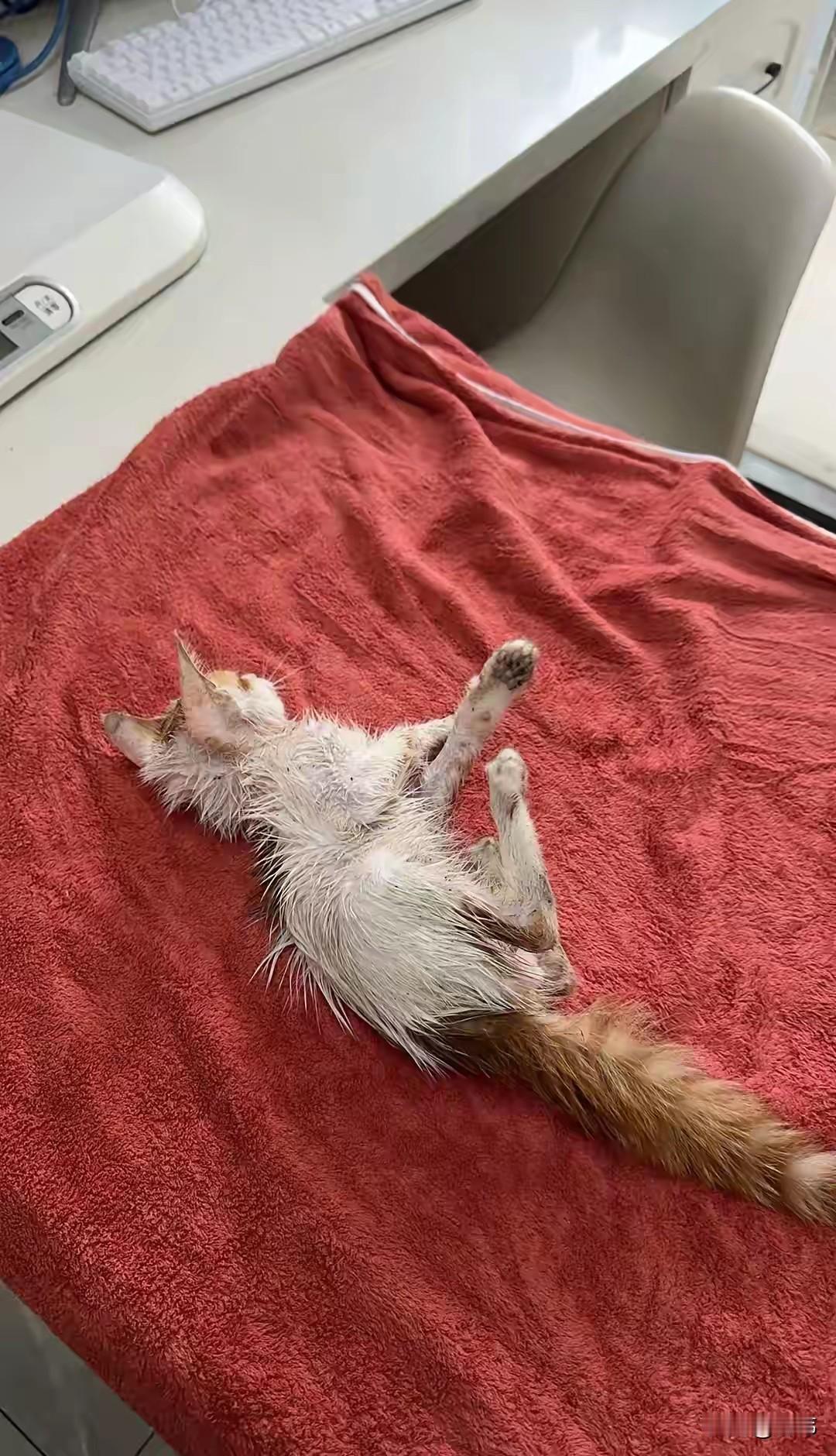 于是就把它送去宠物医院治疗，经过检查发现是有人给它喷了杀虫剂，它估计是中毒了，加