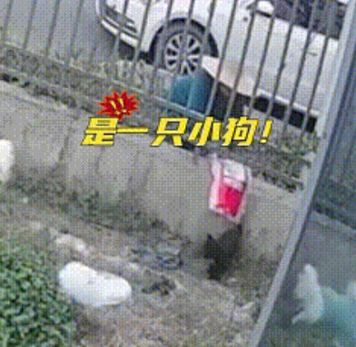 幸福来的太突然！一老人往别人家院中投送一只小黑狗，主人回家被院中一幕惊呆了。