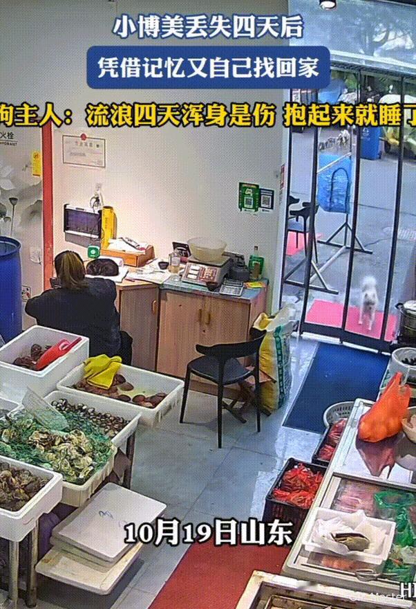 万物皆有灵性！山东，女子家狗狗在店门口拴着，因有好多流浪狗经常来找它玩，趁主人忙