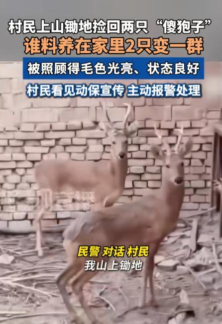 “长期饭票没了！”6月27日，陕西延安志丹县村民张大（化名）在田间劳作时