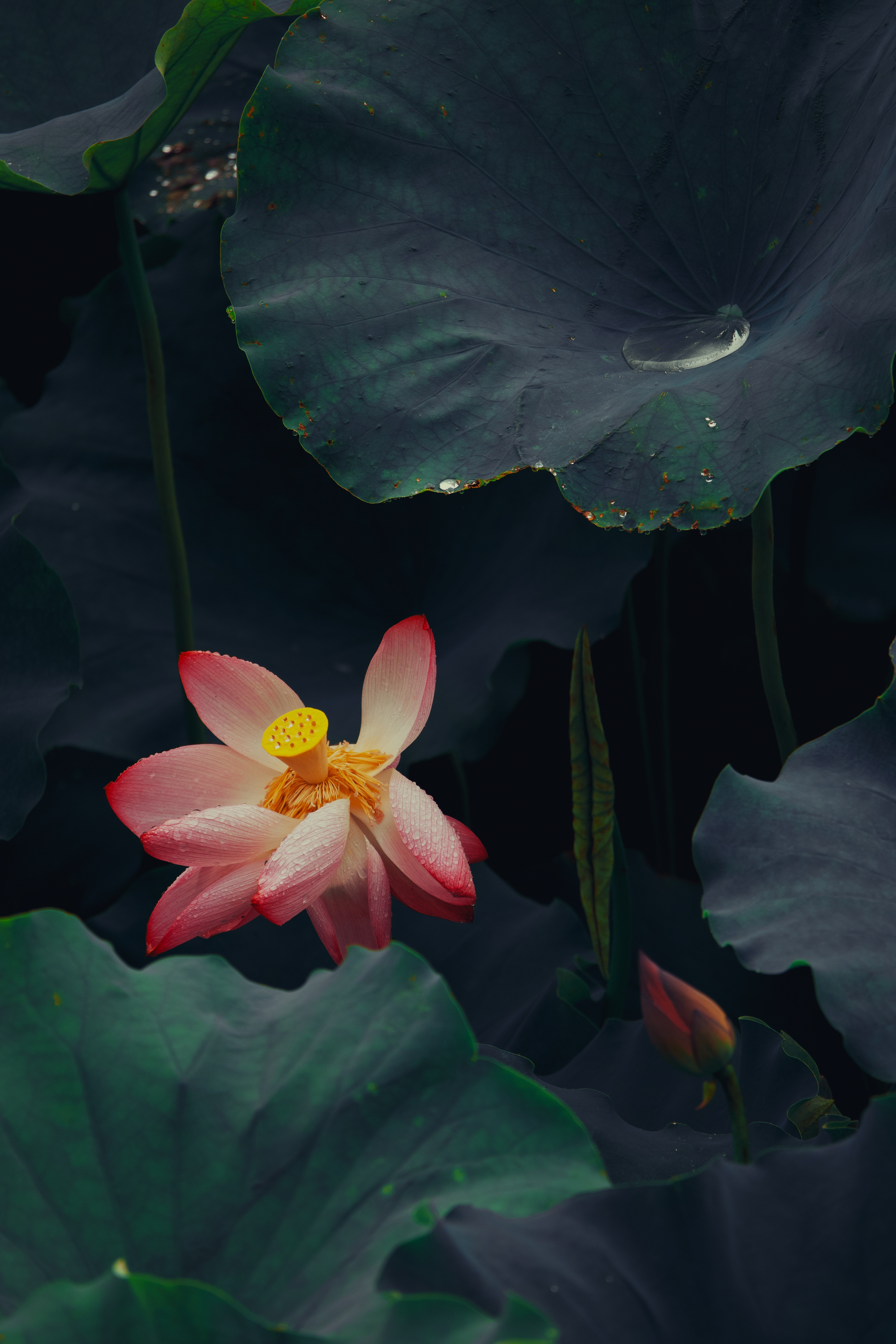 杭州荷花🪷继续昨天没修完的夏雨荷～还有好多，不过姿态不够独特，或者构图一般，