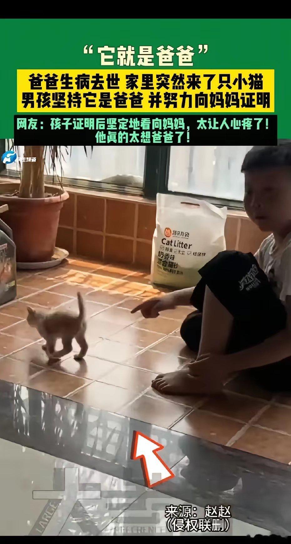 太心疼了！8月1日，河南爸爸生病去世，家里突然来了一只小猫，男孩坚持是爸爸“回来