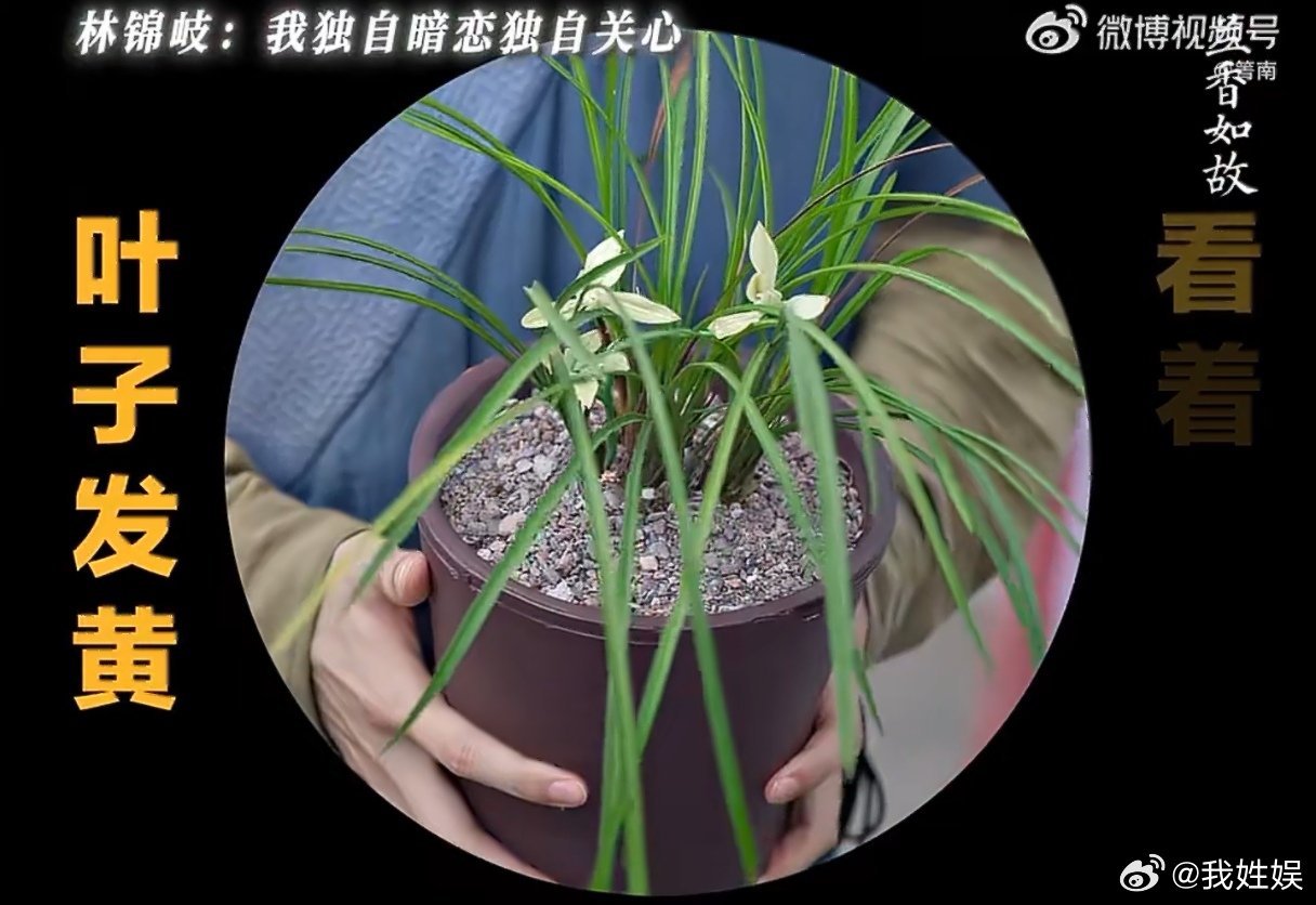 林锦岐暗恋是一个人的兵荒马乱兰香如故许兰香永远清醒务实，玩闹之余从不吃亏，心态稳