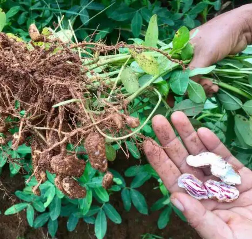 真是胆大妄为！河南濮阳，有户农家把刚采收的花生铺在家门口晾晒，打算次日接着晒，就
