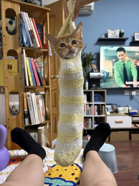 把小猫装进袜子，猫猫虫太可爱了