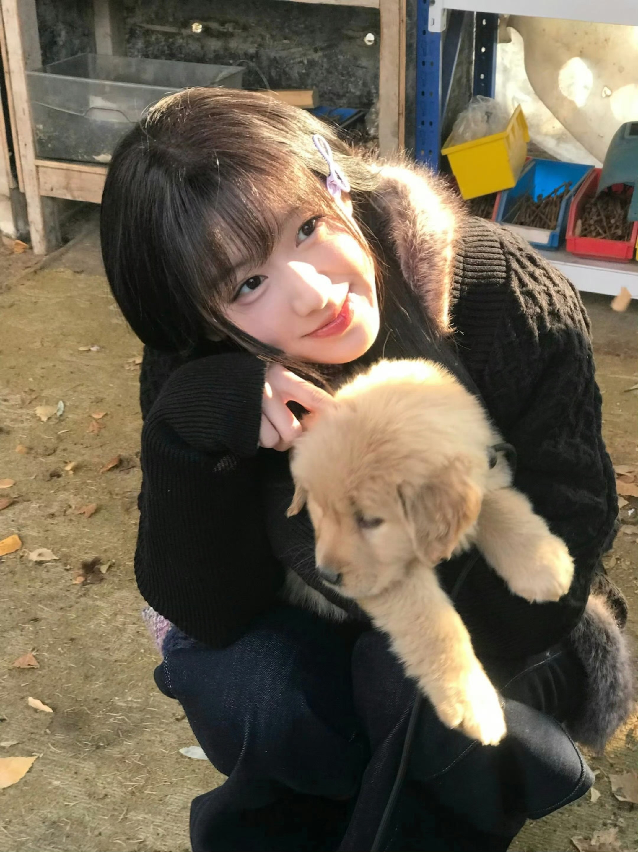犬上心头