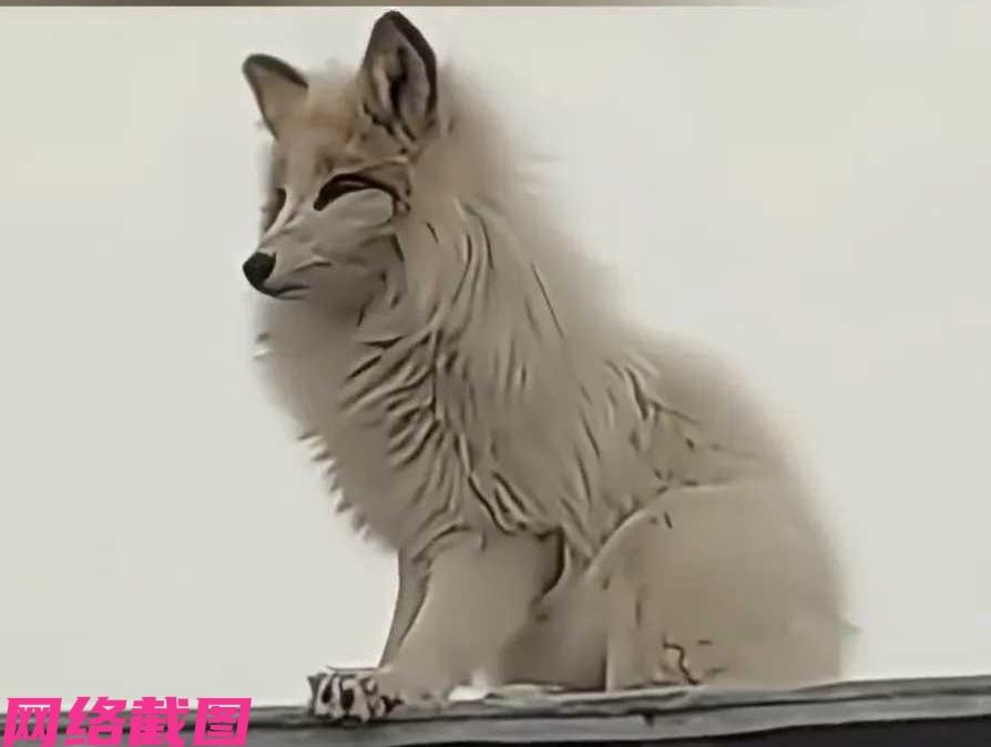 黑龙江望奎有男子，在家听院子里有响动，推门看到有只受伤的白狐。此刻男子并没有