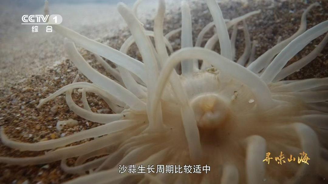 沙蒜不是蒜是海鲜名字迷惑性max！沙蒜是海葵，浙江的它肉质紧实，脆糯口感超赞?