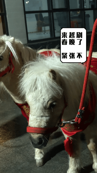比时代峰峻还会抓小孩的人出现了马年看小马，越剧春晚把节日仪式感玩明白了，小萌马