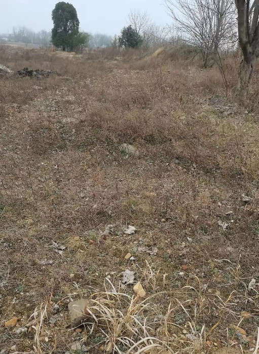 有一名男子返回老家想创业，村长找到他，说隔壁镇有一块沙地大约有100亩，一年的租