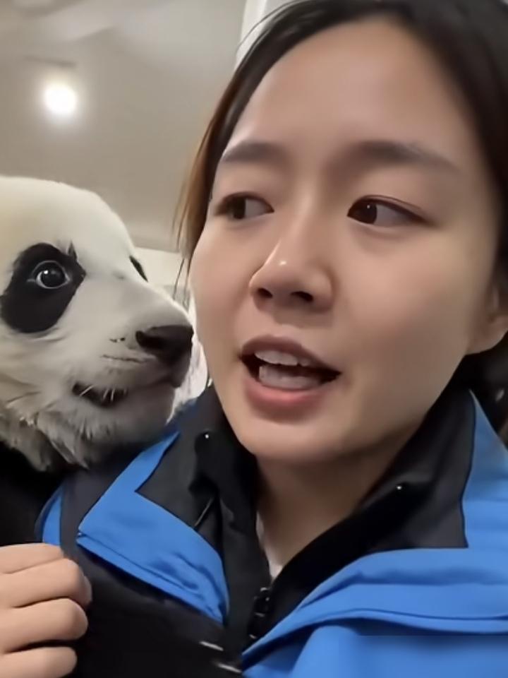 国宝居然也爱面子？这操作给我看笑了了不得我今天刷到熊猫滚滚的这段动态真的