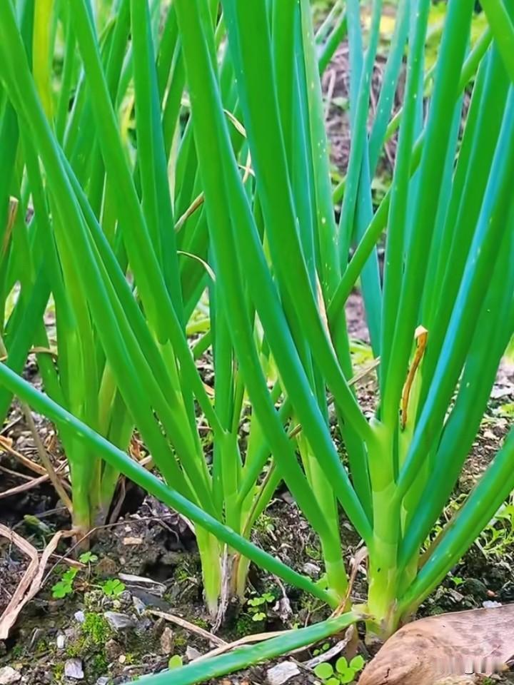 看淡看淡，人生不过葱姜蒜-做人葱明点-遇事姜就点-实在不行就