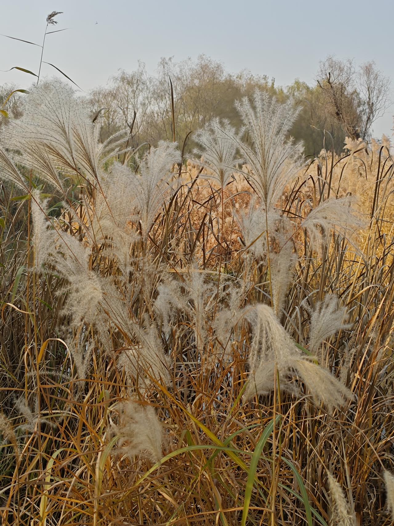 冬日生活打卡季美丽的通州绿心公园，秋天的景色太美了！