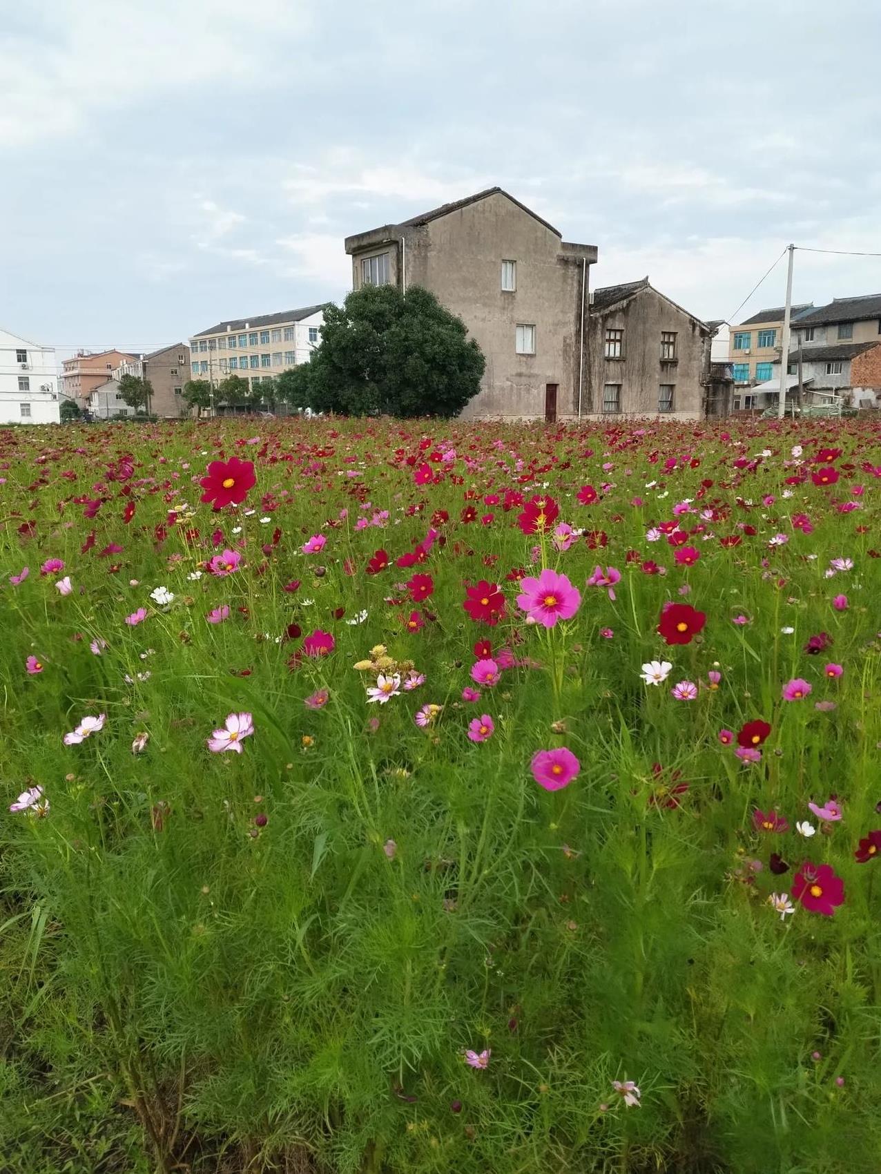 #夏日生活打卡季#花儿如此多娇，引无数人物竞合影。看这片花儿开着，姹紫艳红的，