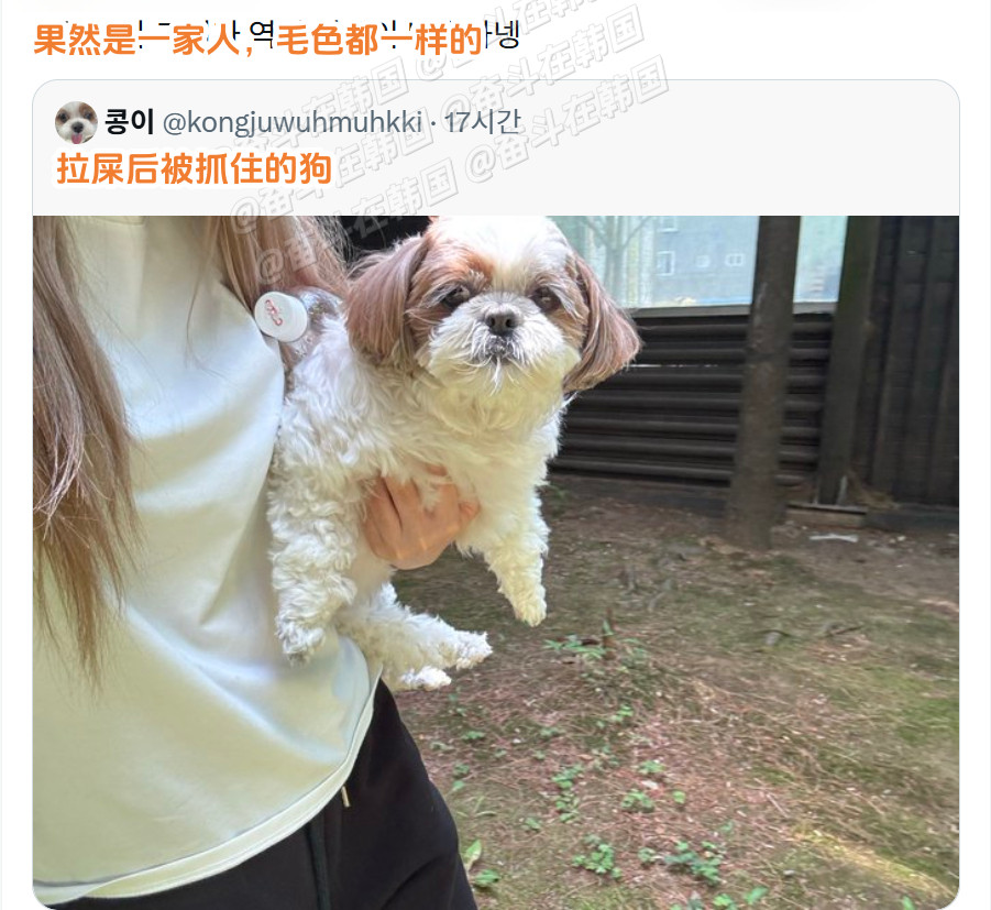 果然是一家人~毛色搭配都一模一样的小狗和主人海外新鲜事热点现场